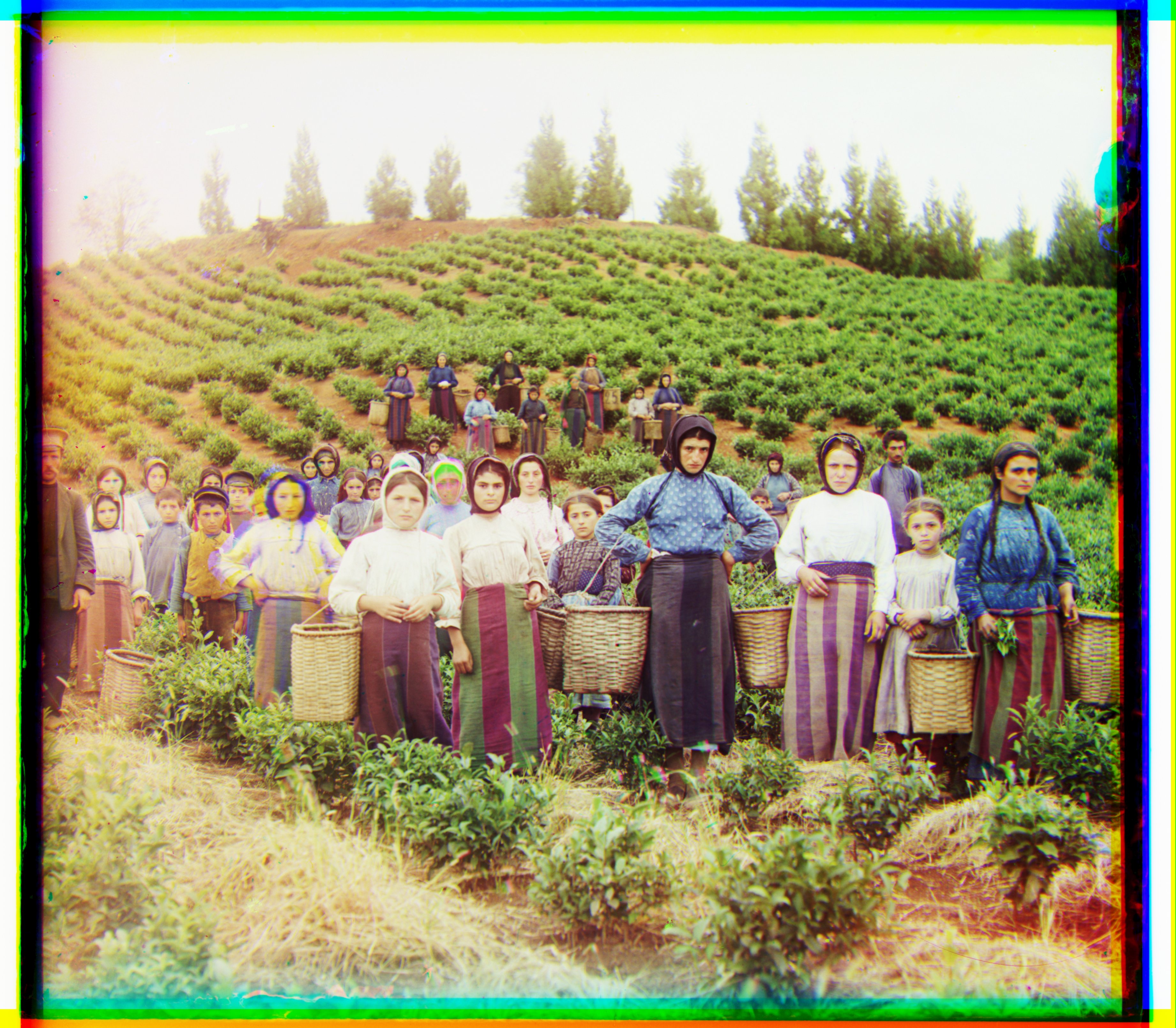 harvesters (TIFF pyramid)