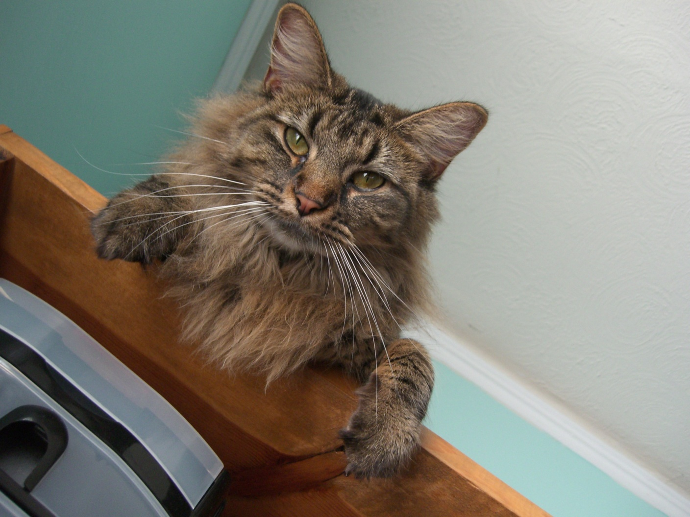 Input 2 — cat