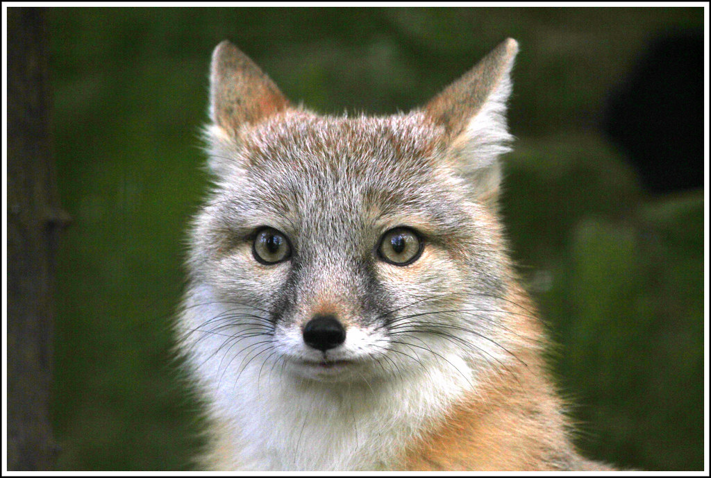 Example input image
