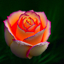Web image edit i_start=5